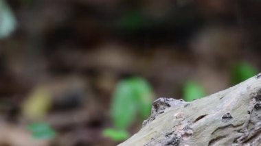 çok renkli mavi kanatlı pitta kuş yemi