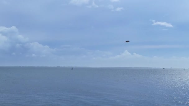 Seagull Bird Flies Sea — Video