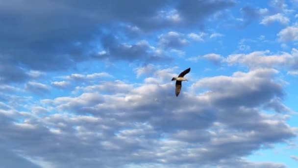 Möwenvogel Fliegt Über Das Meer — Stockvideo