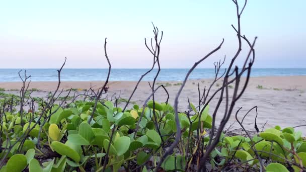 Μια Άποψη Των Φυτών Που Αναπτύσσονται Μια Αμμώδη Παραλία — Αρχείο Βίντεο
