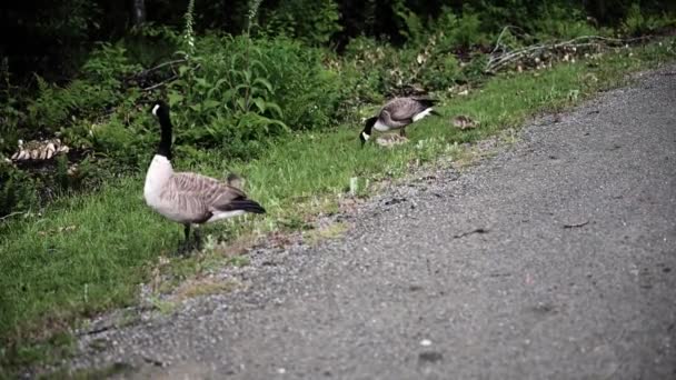 View Beautiful Family Geese Goslings Field — Video