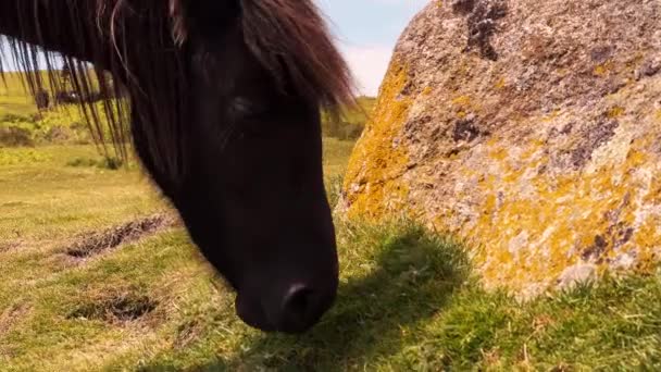 View Pony Feeding Grass — 비디오