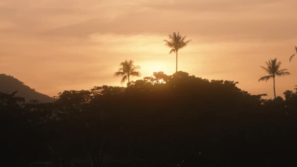 丘の上のヤシの木の上にオレンジ色の夕日の空を光の風に振って — ストック動画