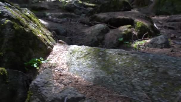 Grond Met Stenen Bedekt Met Mos Het Prachtige Bos — Stockvideo