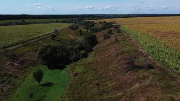 Vacker Utsikt Över Gröna Fält Kirovohrad Oblast Ukraina — Stockvideo