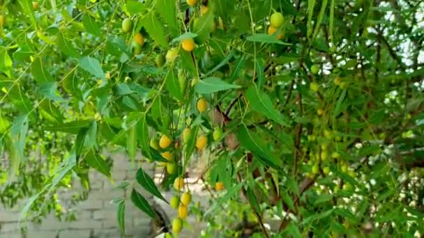 Egy Közeli Felvétel Neem Tree Gyümölcsökről Levelekről — Stock videók