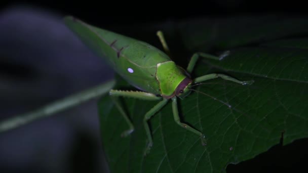 真夜中に緑の葉の上に休んでいるのを見た カティディド テティゴニダイ 熱帯昆虫 — ストック動画