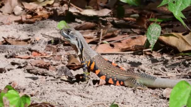 Common Butterfly Lizard Leiolepis Belliana Shedding — Vídeos de Stock