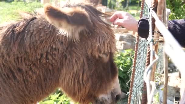Human Hand Feeding Petting Donkey Pasture — 비디오