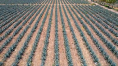 Tekila hava manzarası yapmak için tarlada mavi agave tarlası