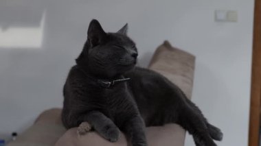 Odadaki kanepede dinlenen gri bir İngiliz Shorthair kedisi.