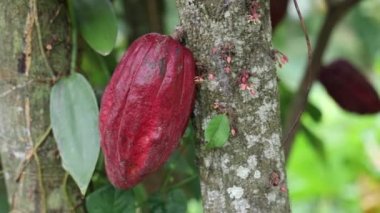A closeup shot of cacao fruit on a tree against a blurred background