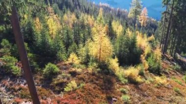 A beautiful drone view of a landscape of mountains and autumn trees in Salzburg, Austria.