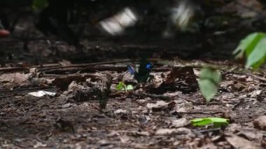 Paris Peacock Butterfly, Papilio Paris, with other butterflies in Kaeng Krachan National Park.
