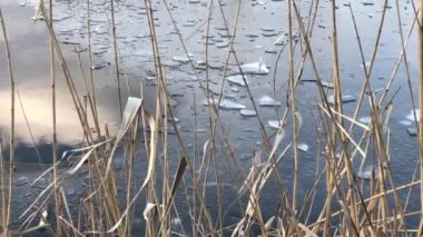 Dry reeds on frozen lake in Ukraine