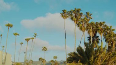 An HD of the palm trees in the street
