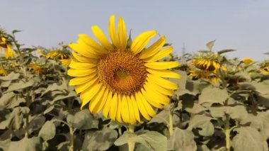 Tarlada güzel bir ayçiçeği manzarası