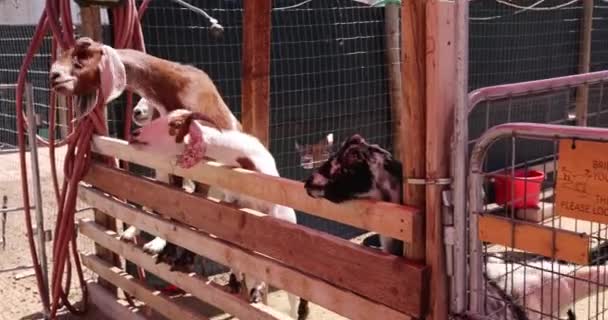 Goats Zoo — Video