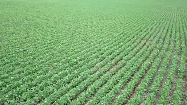 Prachtig Uitzicht Sojabonen Landbouwveld Heldere Zomerdag Luchtzicht Vanuit Drone Landbouw — Stockvideo