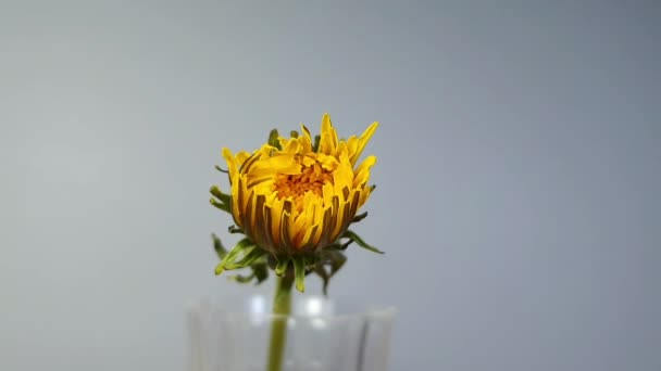Close One Yellow Dandelion Flower Opening Timelapse Speed Petals — Video