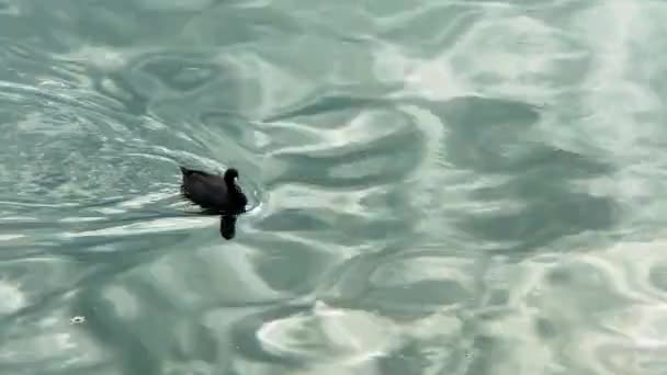 Czarna Kaczka Czystym Jeziorze — Wideo stockowe