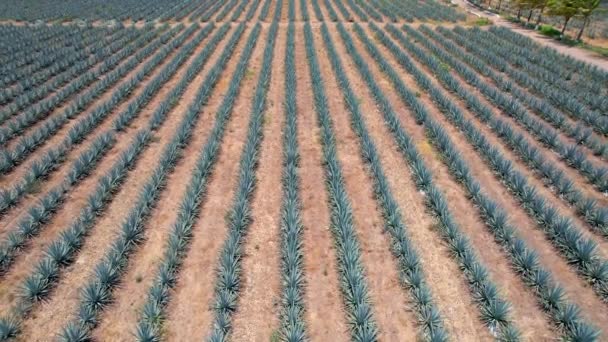 Blauwe Agave Plantage Het Veld Tequila Luchtfoto Maken — Stockvideo