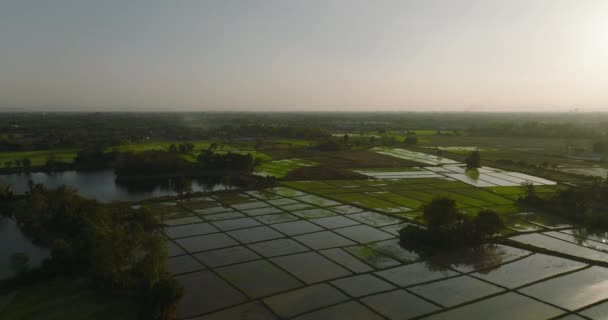 Scenic Aerial View Rice Fields Chiang Mai Thailand — Stock Video