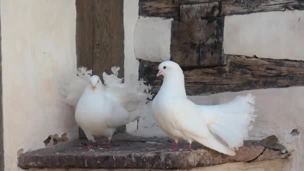 Beautiful White Pigeons Wartburg Castle — Stock video