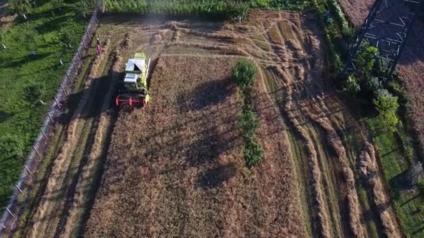 Top View Agricultural Machinery Threshed Wheat Sunny Day — Video