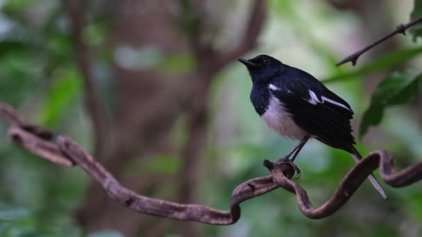 Perched Vine Right Side Flies Away Oriental Magpie Robin Copsychus — Stok Video