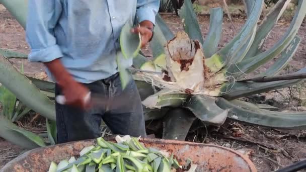 Maguey Deixa Verde Ensilado Seguida Picado Cortado Usado Para Alimentar — Vídeo de Stock