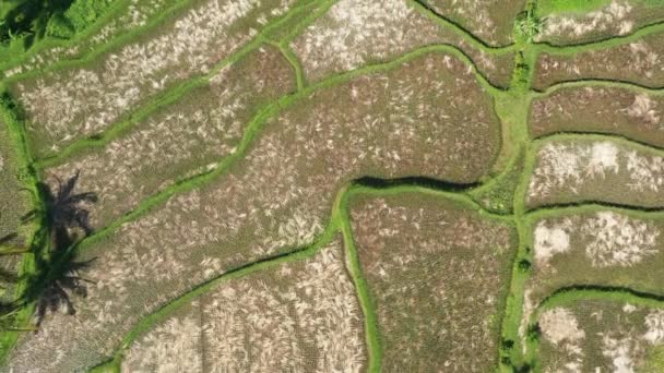 Aerial View Plantations Sun — Vídeos de Stock