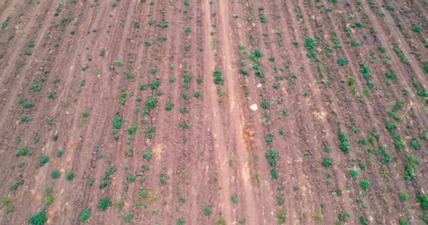 Rural Landscape Plots Planted Sugar Cane Fields — 비디오