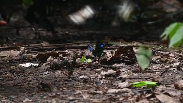 Paris Peacock Butterfly Papilio Paris Other Butterflies Kaeng Krachan National — Video Stock