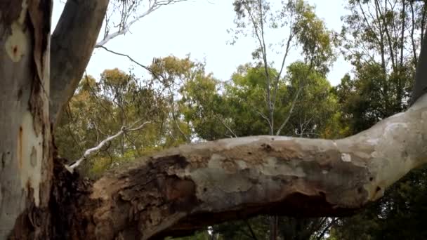 森の中に亀裂や風化したガムの木の樹皮の閉鎖 — ストック動画