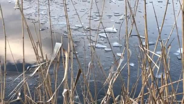 Dry Reeds Frozen Lake Ukraine — Vídeos de Stock