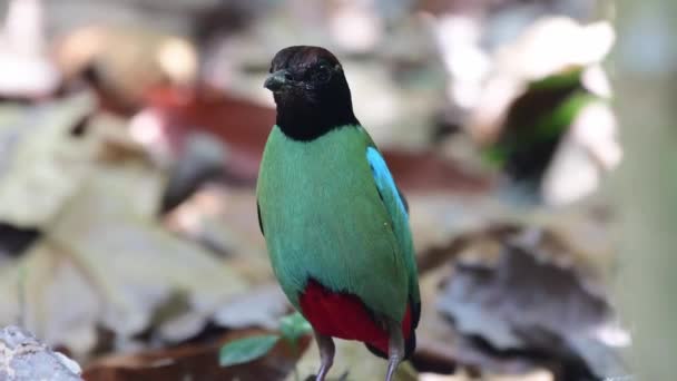 Green Hooded Pitta Bird Red Bell — Stock Video