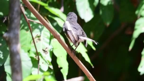 Oriental Magpie Robin Bird Feeding Chicks — Stok video