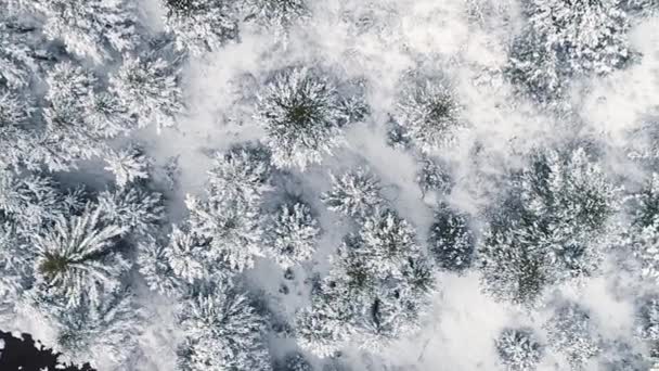 Drone Footage Winter Landscape Trees Colorado Usa — Video