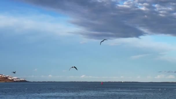 Flock Seagull Birds Fly Sea — Vídeo de stock