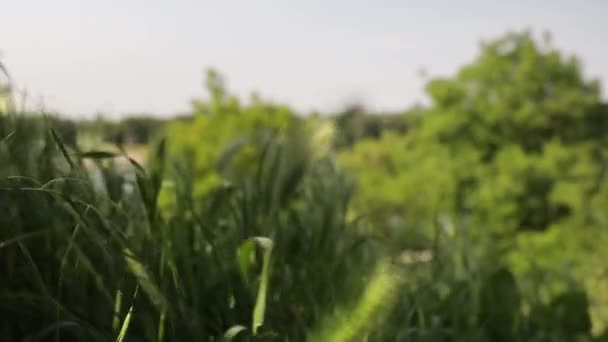 Пшеничні Рослини Летять Вітрі Полі — стокове відео