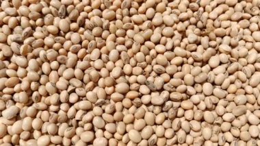 A vertical closeup footage of a stack of fresh, yellow soybean seeds