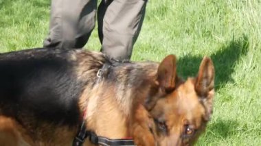 A closeup of a furry German shepherd resting outdoors