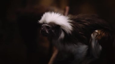 A view of Cotton-top tamarin monkey looking around in New York central park zoo