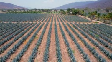 Tekila hava manzarası yapmak için tarlada mavi agave tarlası