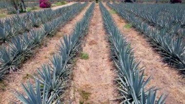 Tekila hava manzarası yapmak için tarlada mavi agave tarlası