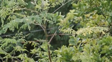 Rüzgar sırasında büyüyen ağaç dallarının yakın plan çekimi.