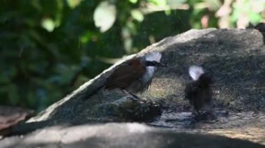 Facing to the right then jumps into the water as others get out of the water, White-crested Laughingthrush, Garrulax leucolophus, Thailand.