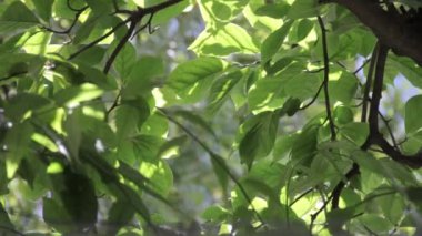 A view of a tree with beautiful green leaves in the sun waving from the wind in spring or summer