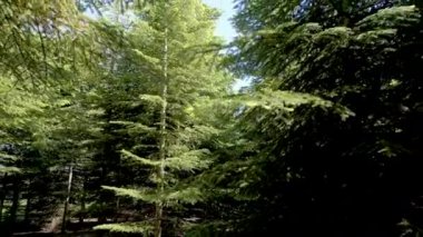 A drone footage of tall pine tree forest